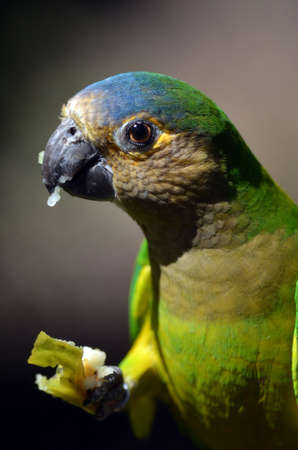 this is a close up of a brown throated conureの写真素材