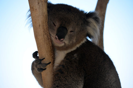 this is a close up of a koala resting in the fork of a tree