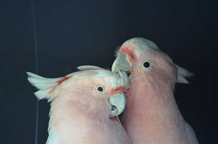the two major mitchell cockatoos are grooming each otherの写真素材