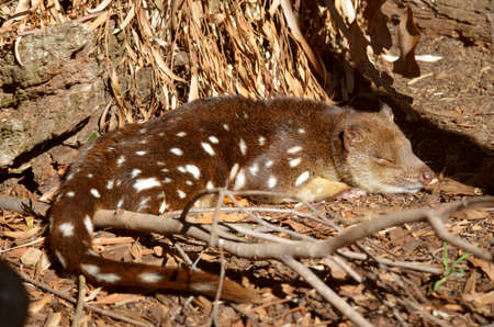 this quoll is resting in twigs and barkの写真素材