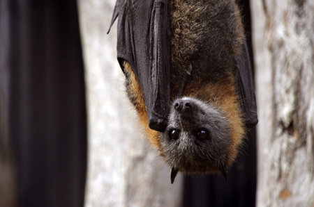 this is a bat hanging upside downの写真素材