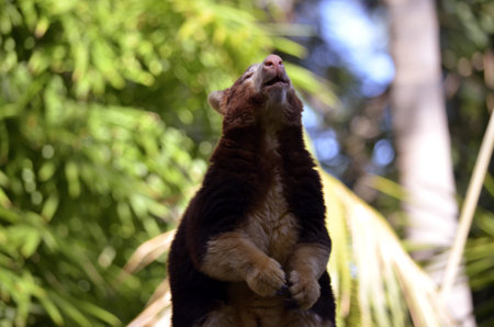 this is a close up of a tree kangaroo