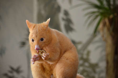 this is a close up of a golden possum eating fruitの写真素材
