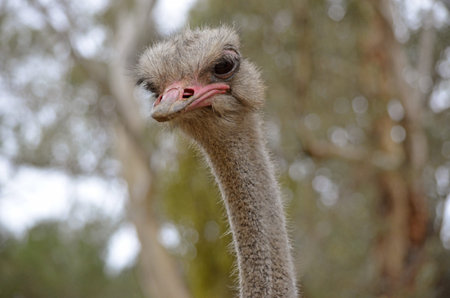 this is a close up of a male ostrich