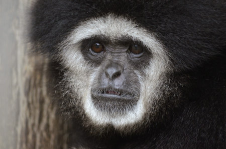 this is a close up of a white handed gibbon