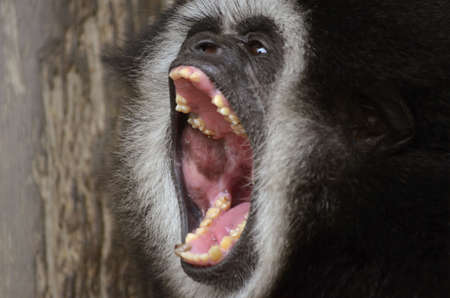 this is a close up of a white handed gibbon making noiseの写真素材