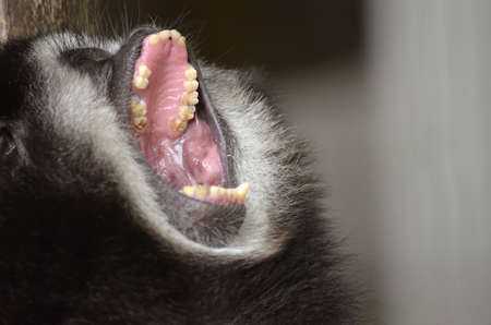 this is a close up of a white handed gibbon making noiseの写真素材