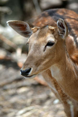 this is a close up of a young deerの写真素材