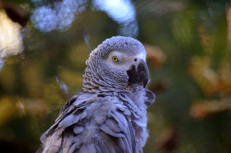 This is a close up of an African grey parrotの写真素材
