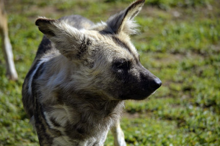 this is a close up of an african painted dog  
