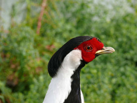 this is a close up of a pheasantの写真素材