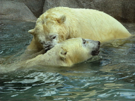 the polar bears are fighting in the water