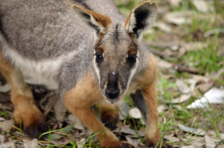 this is a close up of a yellow footed rock wallaby