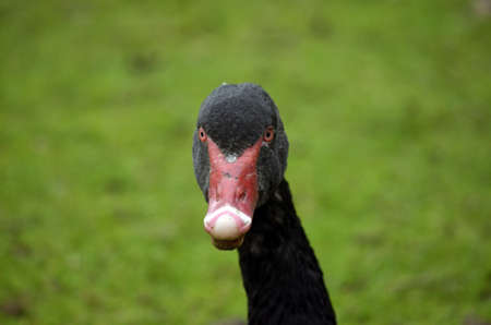 this is a close up of a black swanの写真素材