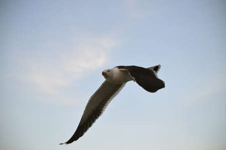 the pacific gull is flying in a clear blue skyの写真素材