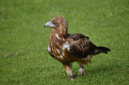 this is a black buzzard which is a bird of preyの写真素材