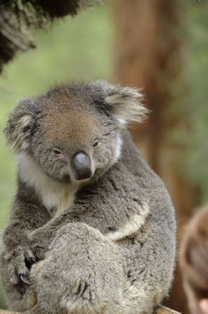 this is a close up of a koalaの写真素材