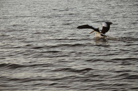 the pelican has just landed on the oceanの写真素材