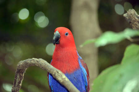 this is a close up of a female electus parrotの写真素材