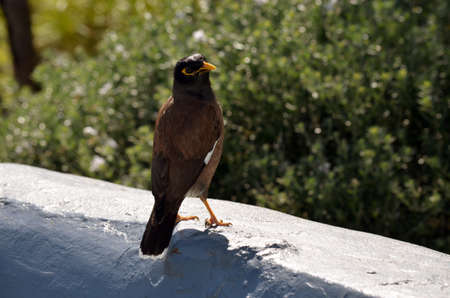 the common myna bird is sitting on a wallの写真素材
