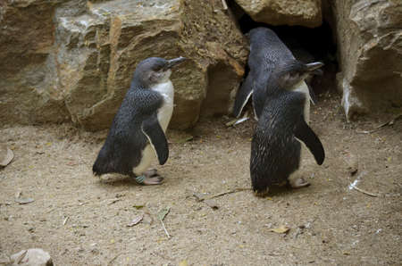 the fairy penguins are going into their burrowの写真素材