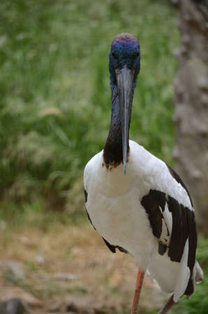 this is a close up of a blue necked storkの写真素材
