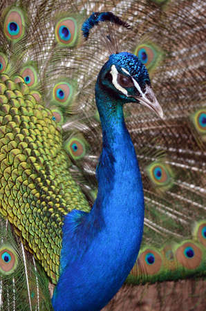 this is a close up of a peacockの写真素材