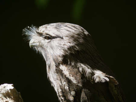 the tawny frogmouth hides in the shadeの写真素材