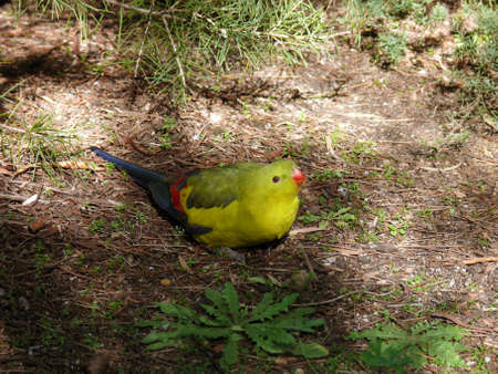 the male regent parrot is looking for foodの写真素材