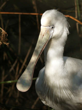 this is a close up of a yellow spoonbillの写真素材