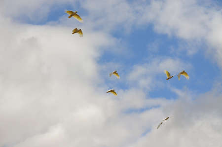 the flock of sulphur crested cockatoos are flying on a cloudy dayの写真素材