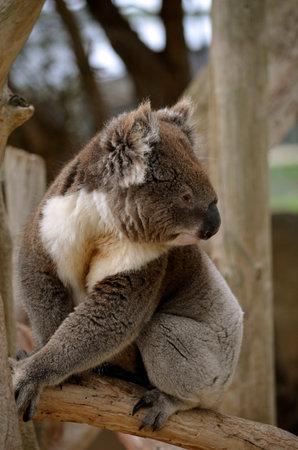 the koala is on a branch of a treeの写真素材