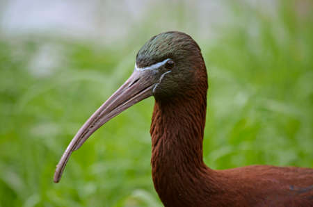 this is a close up of a glossy ibisの写真素材