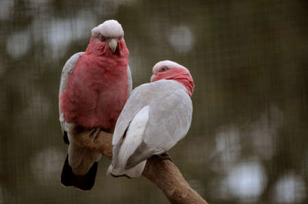there are two galahs sitting on a tree branchの写真素材