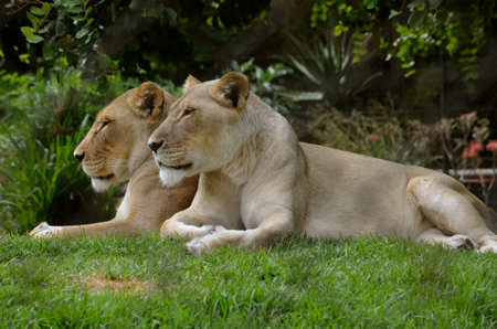 there are two lioness sisters resting on the lawnの写真素材