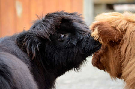 two highland cattle looks like they are saying, whisper into my ear and I will follow you anywhereの写真素材