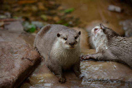 the oriental small clawed otter is standing on rocksの写真素材