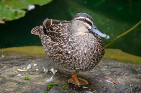 the pacific black duck is balancing on one legの写真素材