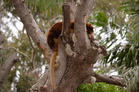 the tree kangaroo is resting in a treeの写真素材