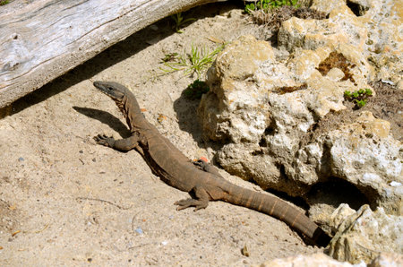the lace lizard is about to hide under a log