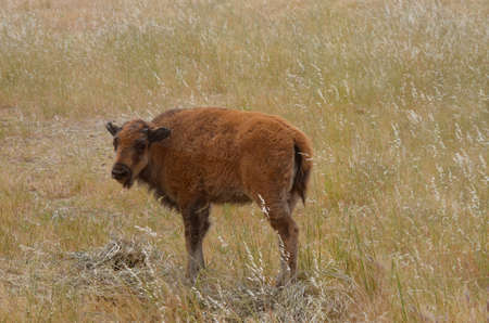 this is a young bison calf walking in a fieldの写真素材
