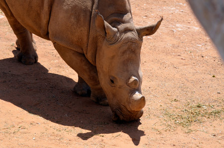 This a close up of a white rhinocerosの写真素材