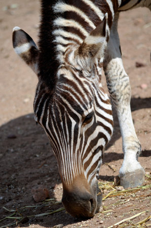 this is a close up of a zebra feeding