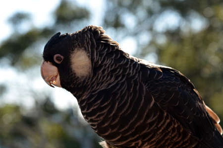 this is a close up of a yellow tailed cockatooの写真素材