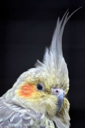 this is a closeup of a cockatielの写真素材