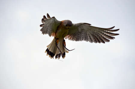 the nankeen australian kestrel is cicling in the air over its preyの写真素材