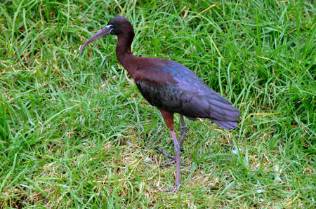 the glossy ibis is hiding in the tall grassの写真素材