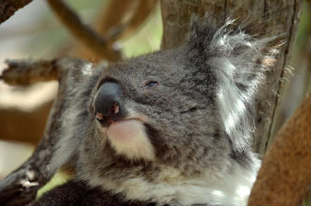 this is a close up of koalaの写真素材