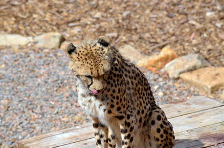 the cheetah is sitting down licking his lipsの写真素材