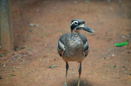 this is a close up of a beach stone curlewの写真素材